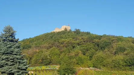 Eine Burg liegt auf einem bewaldeten Hügel unter klarem blauen Himmel. Im Vordergrund sind grüne Weinreben zu sehen.