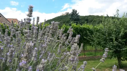 Ein Lavendelfeld im Vordergrund mit blühenden Pflanzen. Im Hintergrund sind Weinreben und eine Hügelkulisse zu sehen.