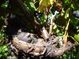 Ein verworrenes Weingut mit Trauben an den Reben. Die gekräuselten Wurzeln sind deutlich sichtbar.