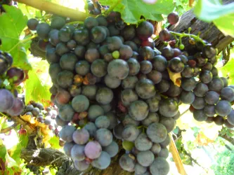 pralle Weintrauben im Garten