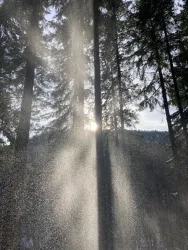 Ein sonniger Wald mit hohen Bäumen und Lichtstrahlen, die durch die Zweige scheinen. Im Hintergrund sind sanfte Hügel sichtbar.