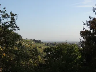 Eine wunderschöne Landschaft mit sanften Hügeln und Bäumen. Blick auf den Deidesheimer Tempel und die Rheinebene.