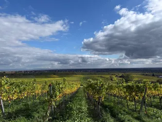 Ein malerischer Weinberg mit grünen und gelben Reben unter einem bunten Himmel. Im Hintergrund sind weite Felder und Hügel zu sehen.