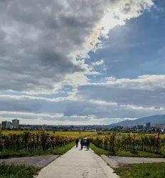 Ein Weg führt durch Weinberge unter einem bewölkten Himmel. Im Hintergrund sind moderne Gebäude und Berge zu sehen.