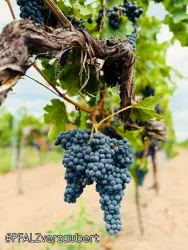 Eine Traube mit vielen dunklen Beeren hängt an einem Weinstock. Im Hintergrund sind weitere Weinreben auf einem Feld zu sehen.