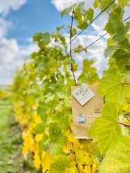 Ein Weinberg mit gelben Blättern und einem Etikett an einer Rebe. Der Himmel ist blau und es gibt angenehme Wolken.