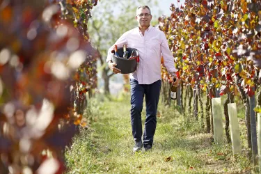 Ein Mann geht durch einen Weinberg und trägt einen Korb mit Weinflaschen. Die bunten Weinreben umgeben ihn in der herbstlichen Landschaft.