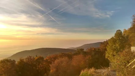 Blick über den Pfälzer Wald