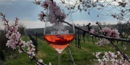 Ein Glas Roséwein steht vor blühenden Kirschzweigen inmitten eines Weinbergs. Im Hintergrund sieht man eine grüner Landschaft mit Weinreben.