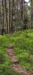 Waldheidelbeeren