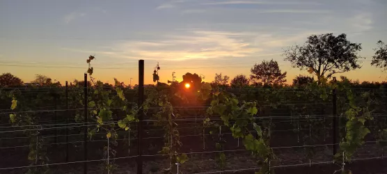 Weinrebe fängt Sonne ein