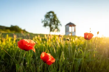 Eine Wiese mit roten Mohnblumen und sanftem Sonnenlicht. Im Hintergrund ist ein kleiner Pavillon zu sehen.