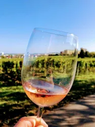 Ein Glas Roséwein vor einem Weinberg bei klarem blauen Himmel. Die Landschaft im Hintergrund zeigt sanfte Hügel und Weinreben.