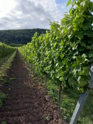 Ein schöner Weinberg mit mehreren Reihen von Weinstöcken. Der Himmel ist bewölkt und die Umgebung ist grün und revitalisierend.