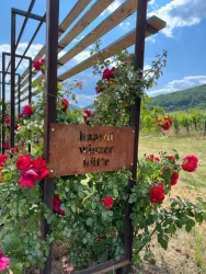 Eine Weinregion mit einem Schilderrahmen und blühenden roten Rosen. Im Hintergrund sind Weinreben und ein blauer Himmel zu sehen.