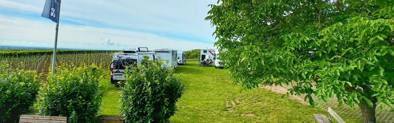 Ein grüner Campingplatz mit Wohnmobilen in der Nähe von Weinbergen. Der Himmel ist klar und die Umgebung wirkt ruhig und einladend.