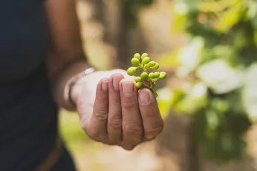 Eine Hand hält eine Traube mit jungen, grünen Beeren. Im Hintergrund sind Weinblätter und Reben sichtbar.