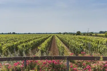 Ein schöner Weinstock mit reihenweise Trauben und bunten Blumen im Vordergrund. Der Himmel ist klar und sonnig.