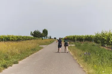 Zwei Personen gehen einen Weg durch Weinberge. Auf beiden Seiten des Weges sind grüne Pflanzen und Wiesen.