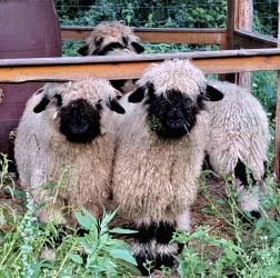 Walliser Schwarznasenschafe (© Anka Weidler)