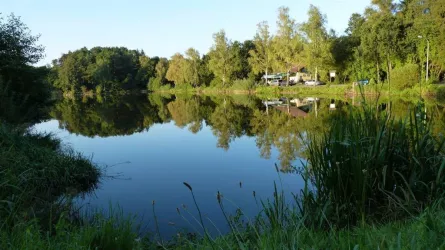 Mohrmühlweiher, Ansicht 3 (© Ortsgemeinde Waldmohr)