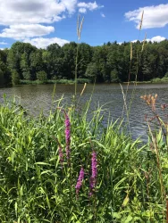 Mohrmühlweiher, Ansicht 2 (© VZV Pfälzer Bergland, Foto: Ludmilla Schwarz)