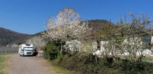 Stellplatz zur Kirschbaumblüte (© Winzerhof am Teufelsberg)
