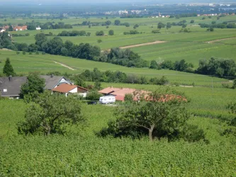 Weingut im Sommer (© Winzerhof am Teufelsberg)