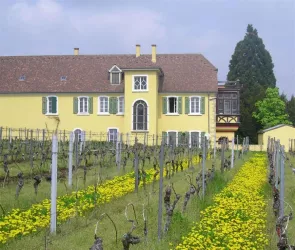 Weingut im Frühling (© Weingut Winkels-Herding)