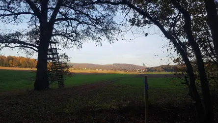 Ein ruhiges Feld in der Herbstlandschaft mit einem großen Baum und einem Hochsitz. Im Hintergrund sind sanfte Hügel und ein klarer Himmel zu sehen.
