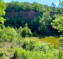 Eine grüne Landschaft mit dichten Bäumen und einem kleinen Teich, der von Pflanzen umgeben ist. Im Hintergrund ragt eine hohe, erdige Steilküste auf.
