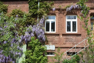 Eine Wand aus rotem Mauerwerk mit blühenden Pflanzen. Die Fenster sind umgeben von grünem Laub und lila Blüten.