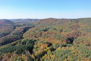 Der Pfälzer Wald vor der Haustür