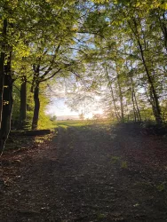 Abendstimmung im Wald