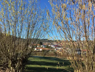 Eine ländliche Szene mit hohen Ästen und einem klaren blauen Himmel. Im Hintergrund sind Häuser und grüne Wiesen zu sehen.
