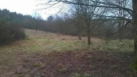 Wald (© Tourist-Information Otterbach-Otterberg)
