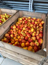 Ein Holzbehälter voller roter und gelber Äpfel. Die Äpfel liegen üppig und frisch in der Kiste.