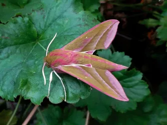 Ein großer, rosa-grüner Nachtfalter sitzt auf einem Blatt. Die Farben des Falters sind lebendig und auffällig.