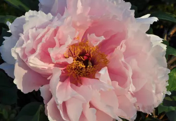 Eine große, rosa Pfingstrose mit leuchtend gelben Staubgefäßen. Die Blütenblätter sind üppig und sanft.