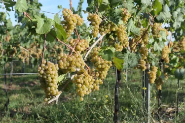 Ein Weinberg mit reifen, grünen Trauben. Die Pflanzen stehen in einer sonnigen Umgebung.