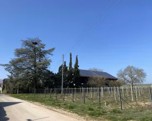 Ein Weinberg mit Reben erstreckt sich entlang einer Straße. Im Hintergrund steht ein Haus unter klarem, blauem Himmel.