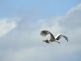 Ein Storch fliegt mit einem Stock in seinem Schnabel. Der Himmel ist blau mit weißen Wolken.