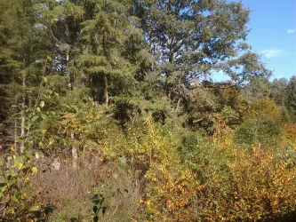 Herbst Wald 