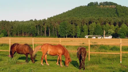 Blick auf den Lindelskopf bei Ludwigswinkel (© Karl-Heinz Bublin)