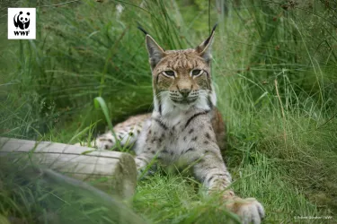 Die Rückkehr des Luchses in den Pfälzerwald