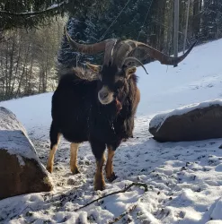 Thüringer Waldziege