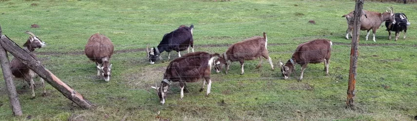 Thüringer Waldziegen im Gehege