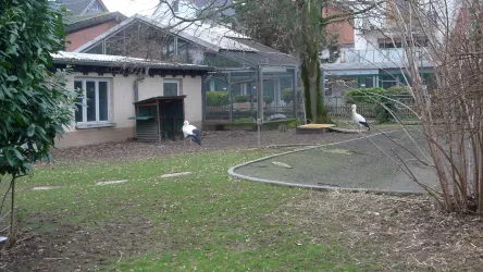 Störche