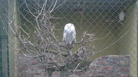 Schneeeule