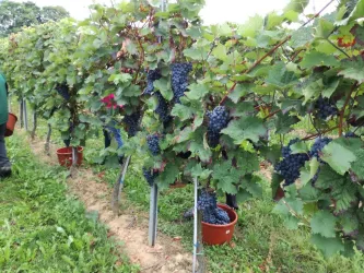 Trauben, Saft und Wein aus den eigenen Weinbergen